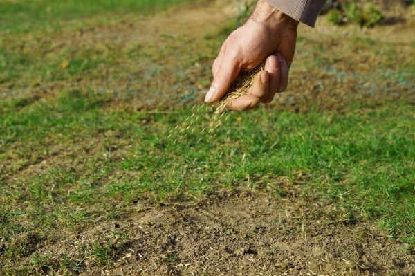 Fall Lawn Seeding - Fall Lawn Seeding North Wales, Pennsylvania