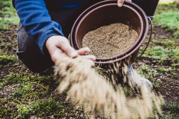 Seasonal Lawn Seeding