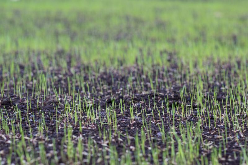 Seasonal Lawn Seeding