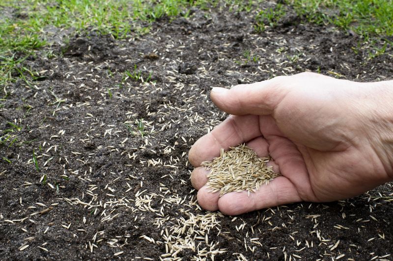 Seasonal Lawn Seeding
