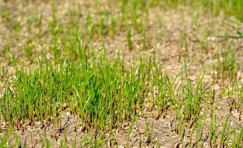 Lawn Reseeding Service in Honolulu, HI