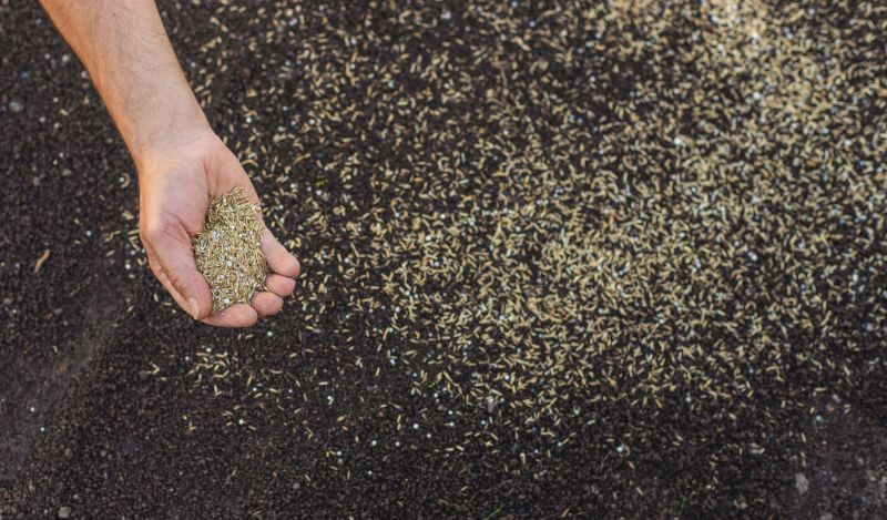 Seasonal Lawn Seeding