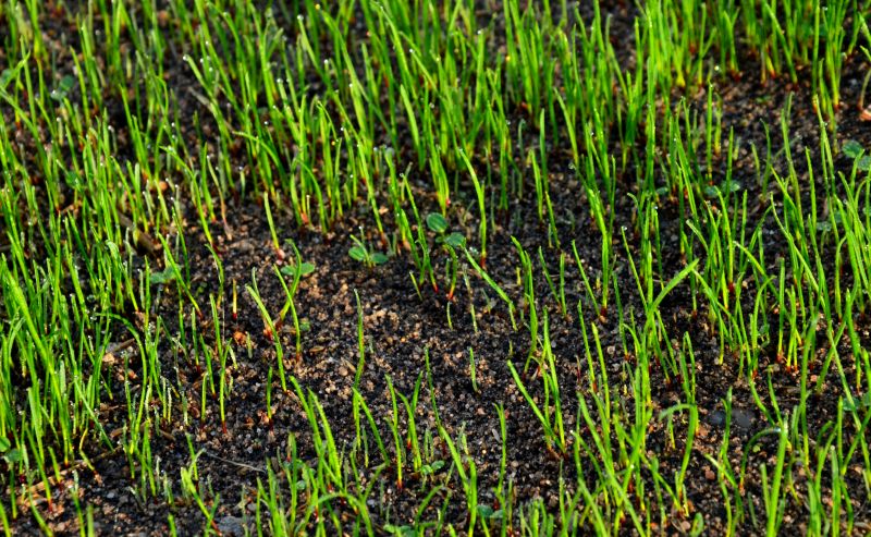 Spring Lawn Seeding