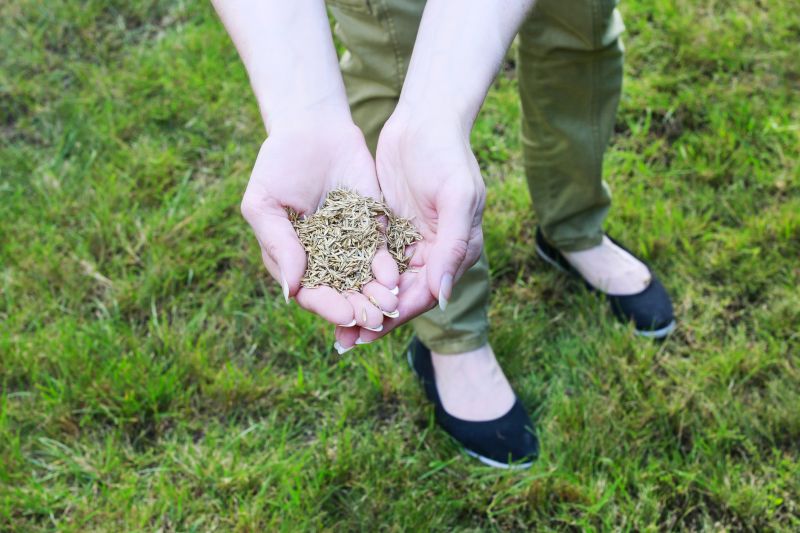 Summer Lawn Seeding