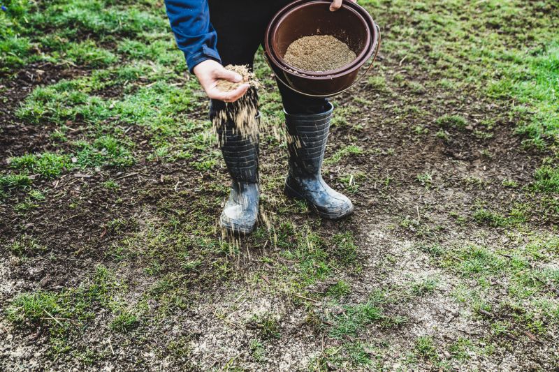 Turf Seeding in Ventura County, CA