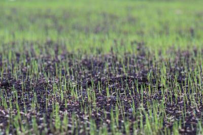 Yard Seeding in Ventura County, CA